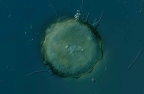 Universität Koblenz: Einzellige Jäger schützen Kläranlagen vor Funktionsstörungen - Studie der Universität Koblenz