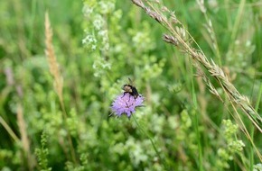 Bund f&uuml;r Umwelt und Naturschutz Deutschland e.V. (BUND): ++ BUND-&Ouml;kotipp: Herbstzeit ist Saatzeit &ndash; Mit Wildblumen den Garten zum bunten Insektenparadies machen ++