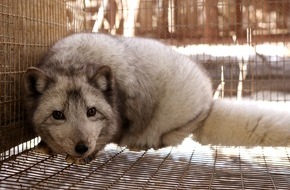 Zürcher Tierschutz: Keine Deklaration bei Echtpelz aus zweiter Hand