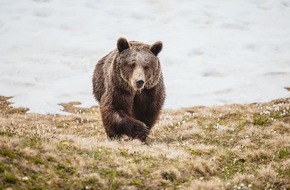 VIER PFOTEN - Stiftung für Tierschutz: A Arosa, l'ourse Jambolina découvre la vie en plein air avec entrain et enthousiame