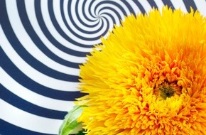 Blumenbüro: Sonnenblumen für Schwarz-Weiß-Liebhaber / Kontraststarke Inszenierung der Sommerblume