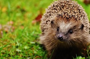 Hessisches Landesamt für Naturschutz, Umwelt und Geologie: Wie steht es um den Igel in Hessen? Zentrum für Artenvielfalt ruft zu aktueller Meldeaktion auf