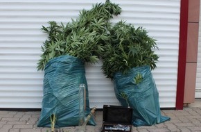 Polizeidirektion Kaiserslautern: POL-PDKL: Cannabis-Plantage im Garten