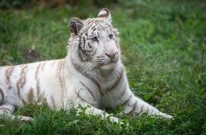 VIER PFOTEN - Stiftung für Tierschutz: Weisses Tigerjunges aus Tschechien findet nach Rettung neues Zuhause in Deutschland