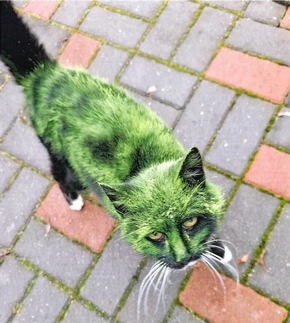LPI-NDH: Zeugenaufruf: Katzen im Visier von Tierquälern - Mehrere Verstöße gegen das Tierschutzgesetz in Westgreußen festgestellt. Die Polizei ermittelt.