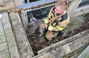 Feuerwehr Ennepetal: FW-EN: Feuerwehr rettet Katze