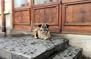 VIER PFOTEN - Stiftung für Tierschutz: Offizielles Dokument zeigt: Rumänisches Kind wurde nicht von Streunern getötet / VIER PFOTEN fordert von Ministerpräsident Ponta Abschaffung des Streunerhunde-Tötungsgesetzes (BILD)
