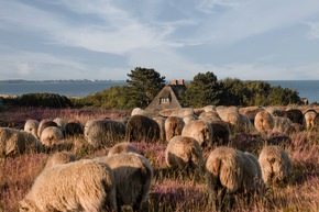 Landschaftspfleger auf vier Beinen zur&uuml;ck auf Sylt