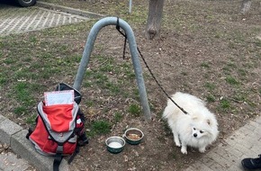 Polizeipräsidium Konstanz: POL-KN: (Konstanz) Hund "zu verschenken" in der Schulthaißstraße ausgesetzt - Polizei sucht Zeugen (11.03.2025)
