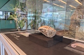 Naturama Aargau: Sensationsfund aus Baden: Naturama zeigt Mammutzahn