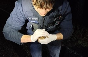 Polizeidirektion Landau: POL-PDLD: St. Martin - Erh&ouml;hte Vorsicht im Stra&szlig;enverkehr wegen Kr&ouml;tenwanderung