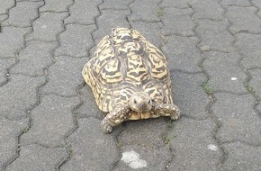 Kreispolizeibehörde Olpe: POL-OE: Schildkröte auf Abwegen