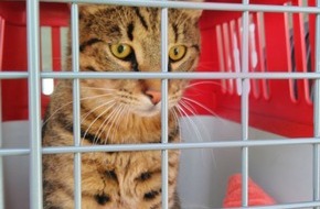 Bundespolizeiinspektion Stuttgart: BPOLI S: Hauptbahnhof Heilbronn: Lebendige Katze in Mülleimer "entsorgt"