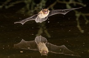 Naturama Aargau: Internationale Nacht der Fledermäuse im und ums Naturama