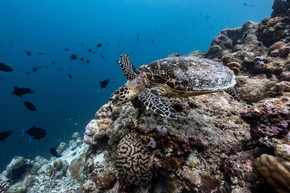 The Ritz-Carlton Maldives, Fari Islands: Initiative zum Weltschildkrötentag