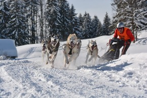 Winterspektakel für Mensch und Tier - Erster Schlittenhunde-Weltcup in Bad Hindelang seit 2018 – Kinder-Wettbewerb auf abgesicherter Strecke