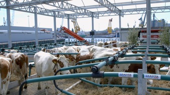 Kühe auf dem Wasser: Schwimmender Bauernhof in Rotterdam