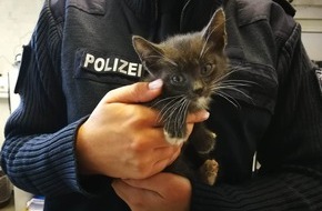 Polizeiinspektion Ludwigslust: POL-LWL: Autofahrerin entdeckte ausgesetzte Katzen