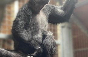 DHL Group: PM: DHL Express fliegt Chocolat, einen Schimpansen mit Behinderung, in ein schönes neues Zuhause in der Monkey World / PR: DHL Express flies Chocolat, the disabled chimp, to a sweet new home at Monkey World
