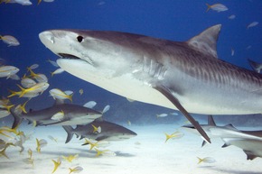 Neue Studie zum Handel mit Haiprodukten in der EU