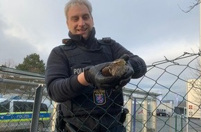 Polizei Eschwege: POL-ESW: Polizei als Retter in der Not; Beamten der Polizei in Eschwege retten einen Falken aus misslicher Lage