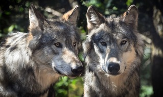 FREIE WÄHLER Niedersachsen: Pressemitteilung: FREIE WÄHLER Niedersachsen begrüßen EU-Kursänderung beim Wolfsschutz – Weitere Schritte erforderlich