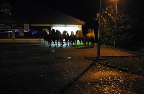 Polizeiinspektion Celle: POL-CE: Bergen - Kamele stehen vor dem Supermarkt
