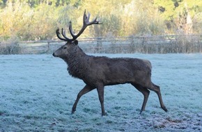 HUK-COBURG: Tipps für den Alltag: Augen auf und Fuß vom Gas / Wer in der Dämmerung durch Waldstücke fährt, muss mit Wildwechsel rechnen - Geschwindigkeit anpassen (BILD)