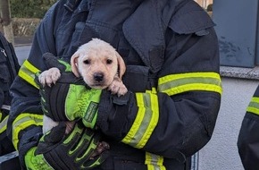 Feuerwehr Dortmund: FW-DO: Feuerwehr rettet innerhalb von zwei Stunden zehn Hunde