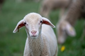 VIER PFOTEN - Stiftung für Tierschutz: Zalando setzt ein Zeichen gegen Tierleid bei Merino-Wolle