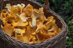 Bund für Umwelt und Naturschutz Deutschland e.V. (BUND): ++ Ökotipp | Pilze: Leckerbissen und Lebensspender ++