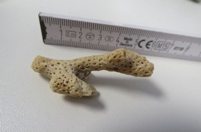 Hauptzollamt Heilbronn: HZA-HN: 3. M&auml;rz 2026: Tag des Artenschutzes Zoll hilft, bedrohte Tiere und Pflanzen zu sch&uuml;tzen