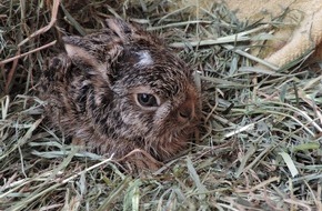 VIER PFOTEN - Stiftung für Tierschutz: Brut- und Setzzeit hat begonnen: VIER PFOTEN bittet um Rücksicht für Wildtiere