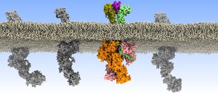 Universität Osnabrück: Wie kommunizieren Zellen bei der Blutbildung? Wissenschaftler entdecken, wie fehlgeleitete Kommunikation zwischen Zellen zu Leukämie-Erkrankungen führen