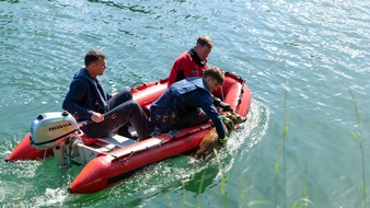 FW-DO: Feuerwehr rettet jungen Rehbock aus dem Kanal