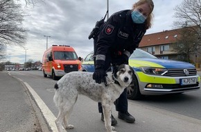 Polizeidirektion Hannover: POL-H: Polizei befreit hilflosen Hund auf Brücke