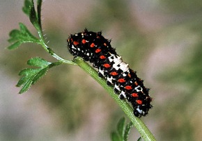 Viele Schmetterlingsarten sind in ihrem Bestand gefährdet / Fielmann stiftet dem ErlebnisWald Trappenkamp den größten norddeutschen Schmetterlingsgarten unter freiem Himmel zum Schutz heimischer Falter