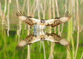 ++ Tag der biologischen Vielfalt: Wildnis in Deutschland erleben BUND &ndash; Wildnis wichtig f&uuml;r biologische Vielfalt | BUND-Themenpaket Wildnis ​++