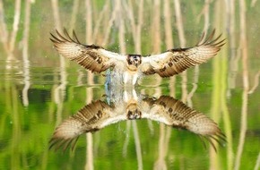 Bund f&uuml;r Umwelt und Naturschutz Deutschland e.V. (BUND): ++ Tag der biologischen Vielfalt: Wildnis in Deutschland erleben BUND &ndash; Wildnis wichtig f&uuml;r biologische Vielfalt | BUND-Themenpaket Wildnis &acirc;++