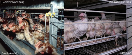 Deutscher Tierschutzbund e.V.: Hühnerverrat: Nutzt Geflügelindustrie bewusst das Thema Vogelgrippe, um das Käfigverbot für Legehennen zu kippen?