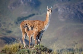 Patagonia Park Argentina: Erfolgreiches Guanako-Wiederansiedlungsprogramm - Patagonia Park Argentina feiert Meilenstein zum Internationalen Tag der biologischen Vielfalt