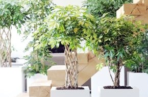 Blumenbüro: Strahlenaralie - Dschungelkönigin der Zimmerpflanzen (BILD)