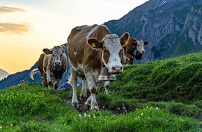 Ferris Bühler Communications: Spektakulärer Alpaufzug: Über 500 Kühe erklimmen die Engstligenalp
