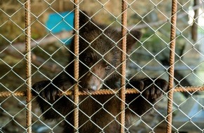 VIER PFOTEN - Stiftung für Tierschutz: Ukraine: Bärenfamilie nach Jahren als Entertainer für Hotelgäste gerettet