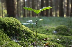 Yello: Kooperation: Ökostromanbieter Yello und Pina Earth machen heimischen Wald fit für den Klimawandel