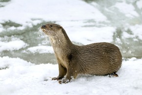 Winter im Wildparadies Tripsdrill