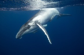 IFAW Deutschland: Kein Platz f&uuml;r Wildtiere im Green Deal der Europ&auml;ischen Kommission