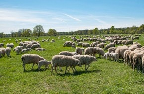 Deutsche Bundesstiftung Umwelt (DBU): DBU: 350 kleine "Landschaftspfleger" in Roßlauer Elbauen geboren