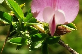 Universität Osnabrück: Wildpflanzen schützen: Botanischer Garten der Uni Osnabrück beteiligt sich an Tagung