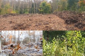 Laverana GmbH: Zum Earth Day und Tag des Baumes: Die Natur gibt - lavera gibt zur&uuml;ck / &Uuml;ber 63.000 B&auml;ume seit 2021, ein Waldst&uuml;ck das auflebt - und Naturkosmetik, die zeigt, was in der Natur steckt